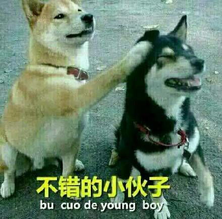 狗狗怼人系列表情包和我怼一下看看谁厉害