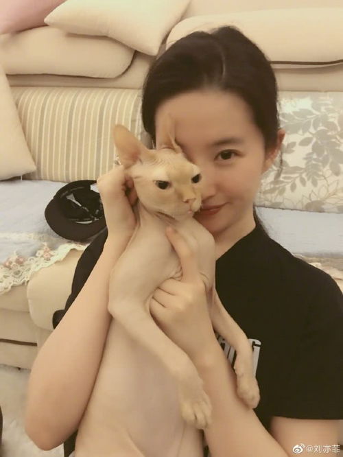 肿么了刘亦菲亮相红毯变胖女孩,与赵丽颖同框对比太明显