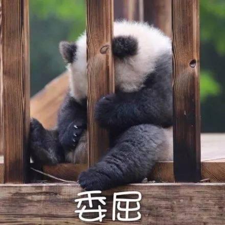 国宝熊猫表情包合集大哥,给口饭吃吧