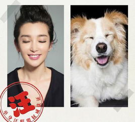 搞笑表情真人李冰冰