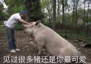 沉迷吸猪表情包无水印版