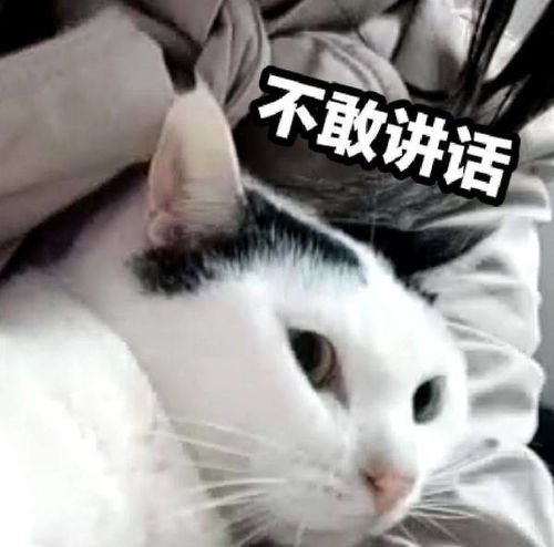 这个猫的表情包叫什么名字宝贝儿怎么啦谁有全套的呢来发上来.
