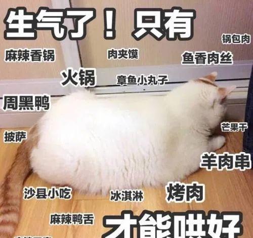猫咪散养好还是笼养好对比结果让人吃惊