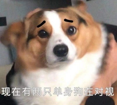 心心念念的小柯基的可爱表情包