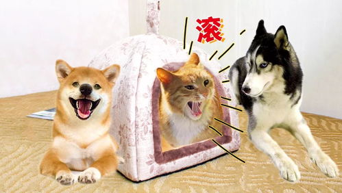 同样是和猫抢窝,柴犬可比二哈聪明多了