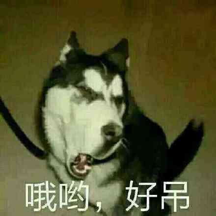 一组搞笑傻狗逗比眼神表情包狗子,你变了
