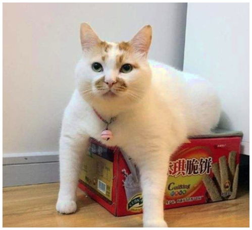 现在要是不开心,看看这三十只睡觉的猫咪开心一下