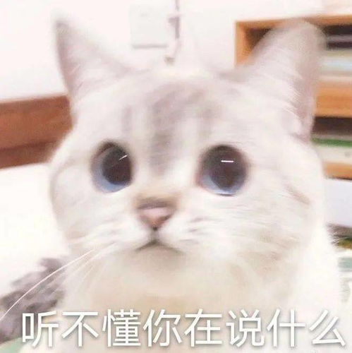 网红猫咪猫咪臭娜娜表情包十一