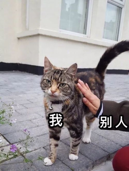 猫咪表情包合集两眼一闭,当你放屁养猫