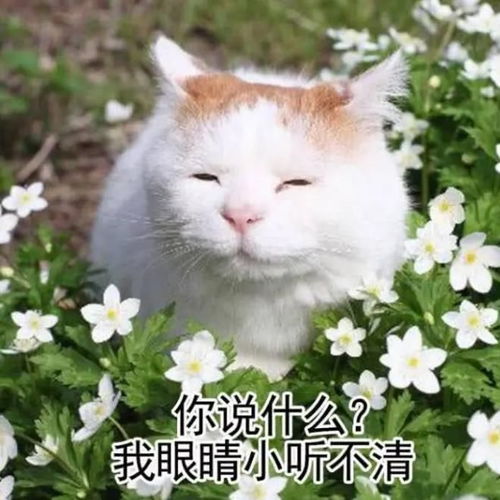 搞笑表情包带字微信猫咪