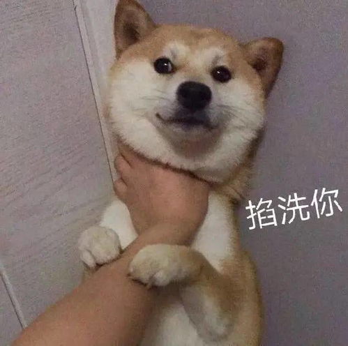 日常沙雕聊天表情