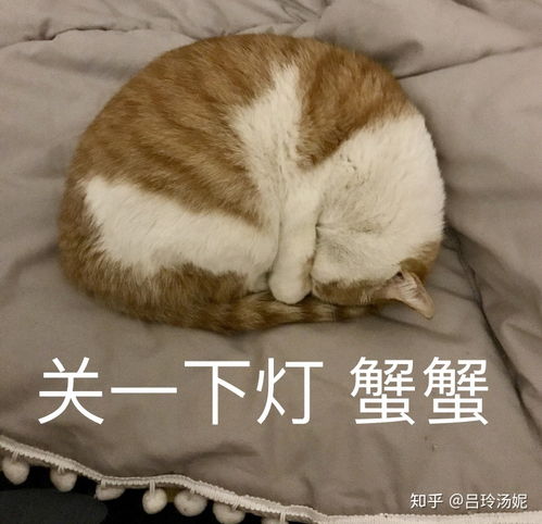 有没有沙雕橘猫的头像或表情包