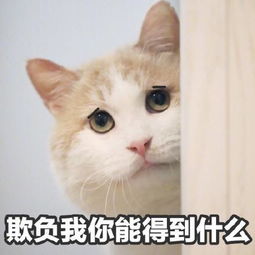 猫咪沙雕表情包儿女情长什么的,真的很影响大哥行走江湖啊