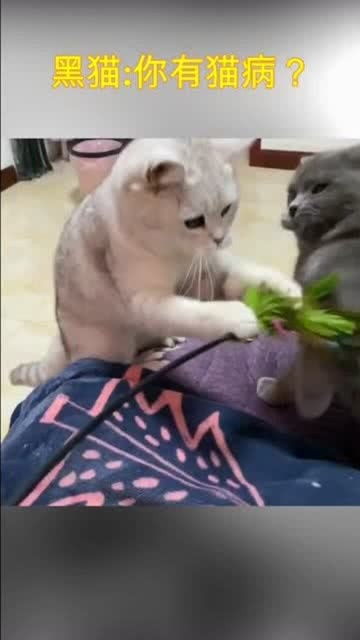 可怜的白猫,被主人陷害的一把,委屈的表情好可怜