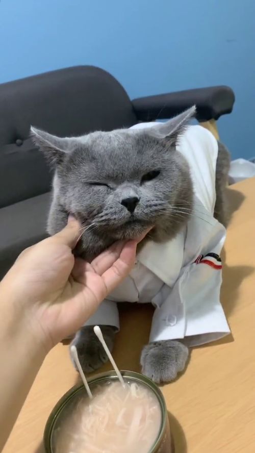 猫咪过生日,看主人如何对待它的,瞧它的小表情搞笑了