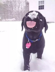 全国普降大雪,南方狗第一次见到大雪表情亮了喜乐普奔