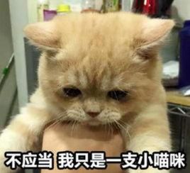 铲屎官外出旅游,猫咪怎么办寄养上门铲屎还是带着一起走