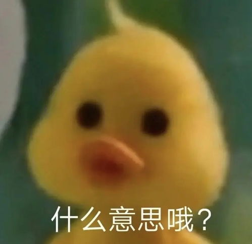 下雨天搞笑表情包图片鸭鸭