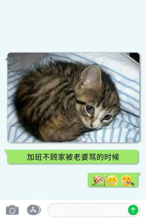 猫咪各部门领导表情大全,笑晕了