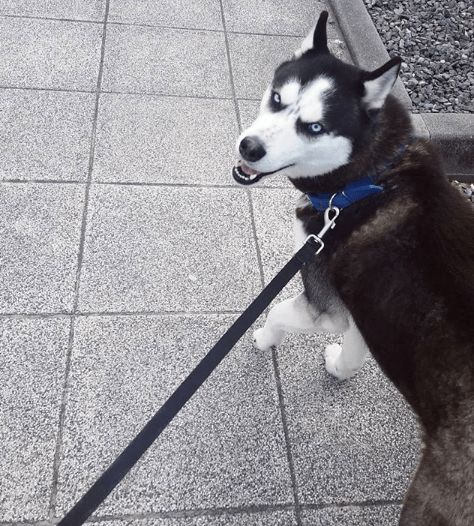 二哈搞笑表情包表情