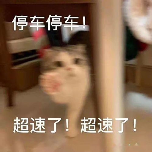 可爱猫猫治愈怼天地蜜汁表情包