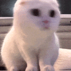 可爱猫咪动图表情包,快收好哈哈哈...