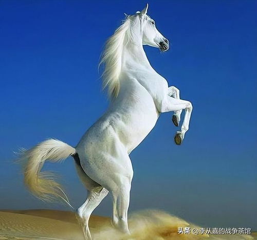 马头像图片大全