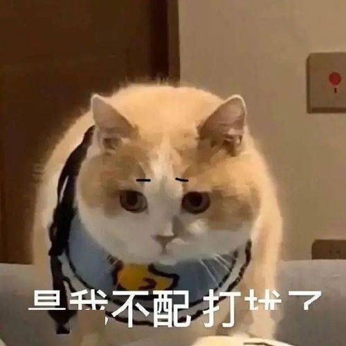高考放榜时,网络出国热然而留学生们正