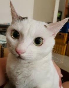 主人养了一只白猫,听到主人骂脏话,猫咪的表情让主人诧异了