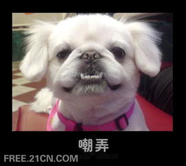 小猫小狗丰富的面部表情