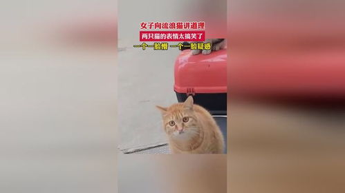 女子向流浪猫讲道理,两只猫的表情太搞笑了,一个一脸懵,一个一脸疑惑