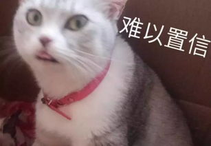 天气丨沈阳三九天的打开方式竟是气温回旋上升接下来......
