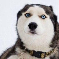 哈士奇搞笑图片表情包表情包
