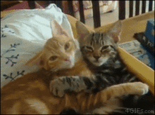 想多养一只猫咪,要考虑什么
