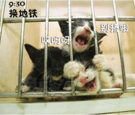 喵喵上班族的一天中枪的香油请举手