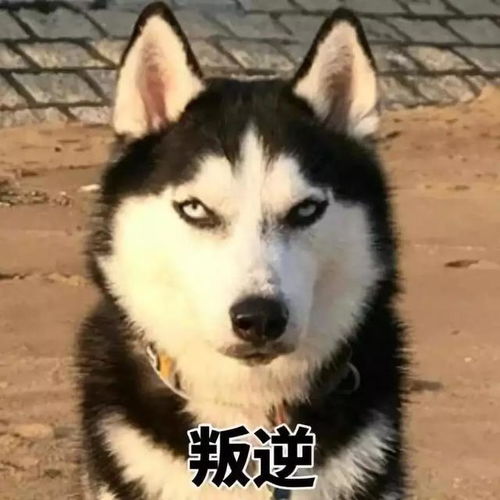 边牧先生的聪明全靠哈士奇女士的付出太多这对cp不在一起太可惜