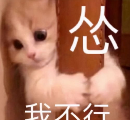搞笑头像沙雕表情包聊天表情