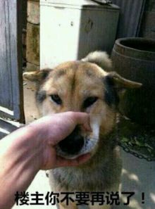 皮捏狗嘴的表情包