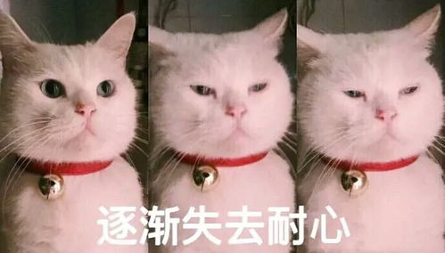 幽默搞笑表情包亲妈