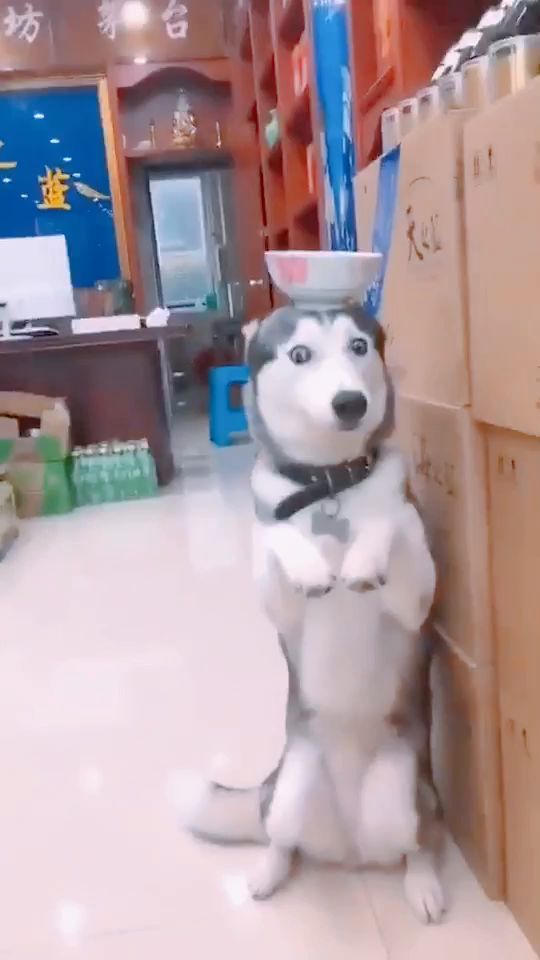 闯祸了吧老实了吧