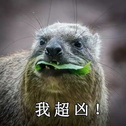 实力抢镜非洲这些蠢萌蠢萌的动物,个个都是天然表情包