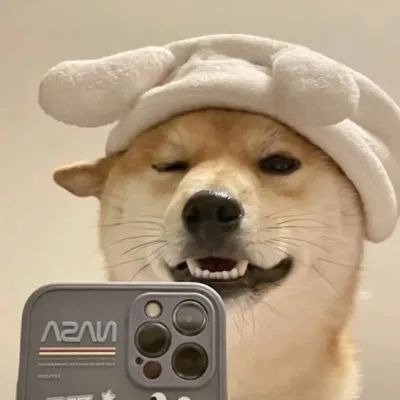 宠物壁纸上了生活的贼船做一个快乐的强盗