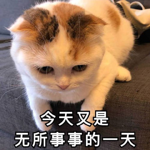 超级搞笑的表情包超萌