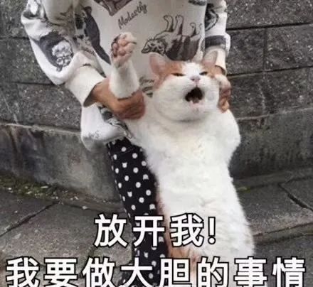 剧本杀测评蓝色大丽花
