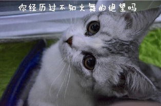 王者荣耀搞笑猫咪表情包扶我起来我还能团