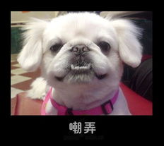 嘲弄狗mtime时光网