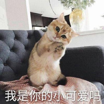 小猫咪强吻表情包