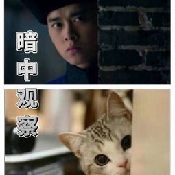 李易峰暗中观察是怎么回事李易峰暗中观察表情包