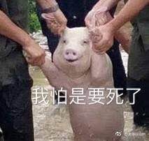 猪的图片搞笑表情图片台风