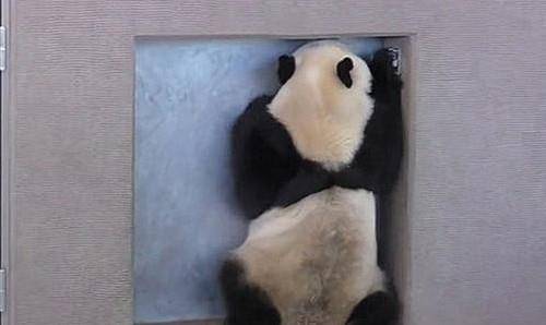 刚刚睡醒表情包熊猫